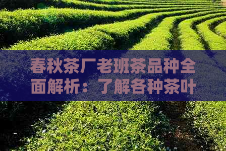 春秋茶厂老班茶品种全面解析：了解各种茶叶的特点与口感