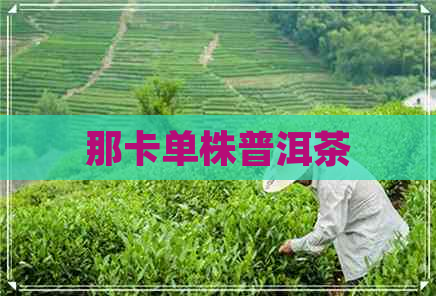 那卡单株普洱茶