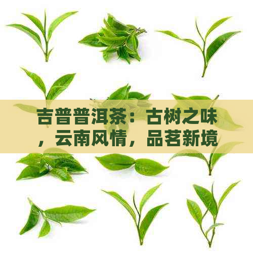 吉普普洱茶：古树之味，云南风情，品茗新境界