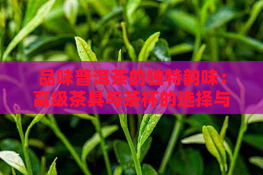 品味普洱茶的独特韵味：高级茶具与茶杯的选择与搭配