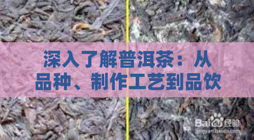 深入了解普洱茶：从品种、制作工艺到品饮技巧，一篇全面的普洱茶指南