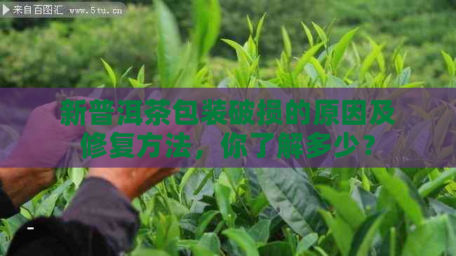 新普洱茶包装破损的原因及修复方法，你了解多少？