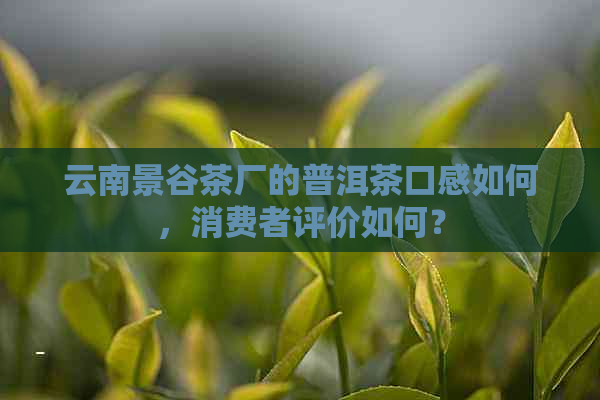 云南景谷茶厂的普洱茶口感如何，消费者评价如何？