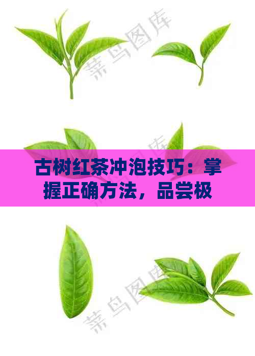 古树红茶冲泡技巧：掌握正确方法，品尝极致口感