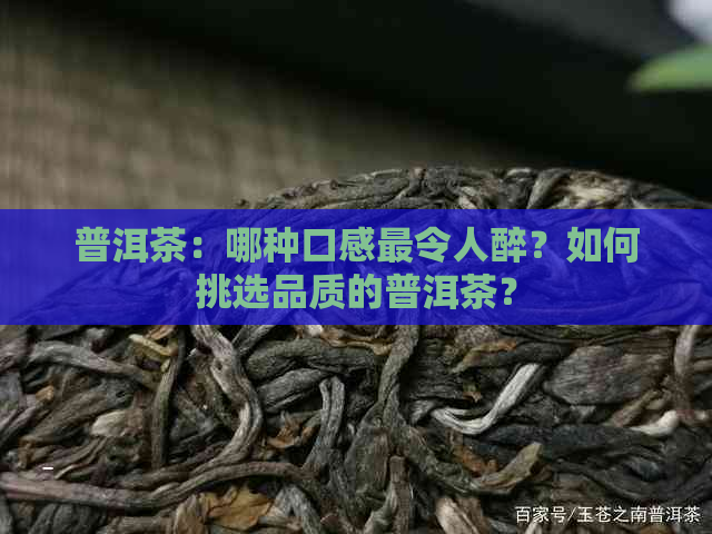 普洱茶：哪种口感最令人醉？如何挑选品质的普洱茶？