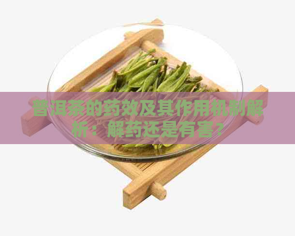 普洱茶的药效及其作用机制解析：解药还是有害？