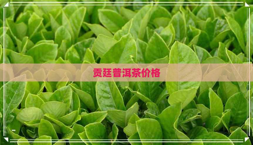 贡廷普洱茶价格