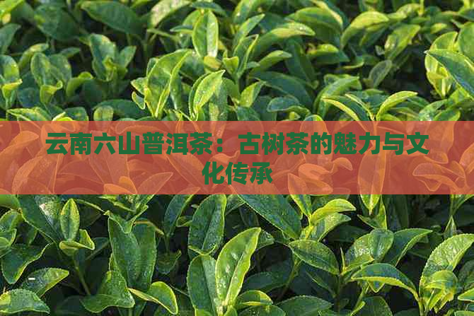 云南六山普洱茶：古树茶的魅力与文化传承