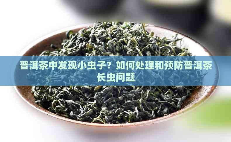 普洱茶中发现小虫子？如何处理和预防普洱茶长虫问题