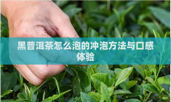 黑普洱茶怎么泡的冲泡方法与口感体验