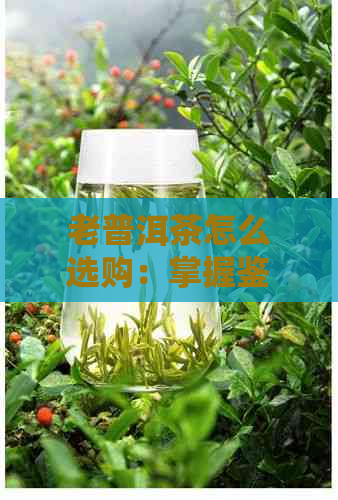 老普洱茶怎么选购：掌握鉴别技巧，选好品质佳的茶