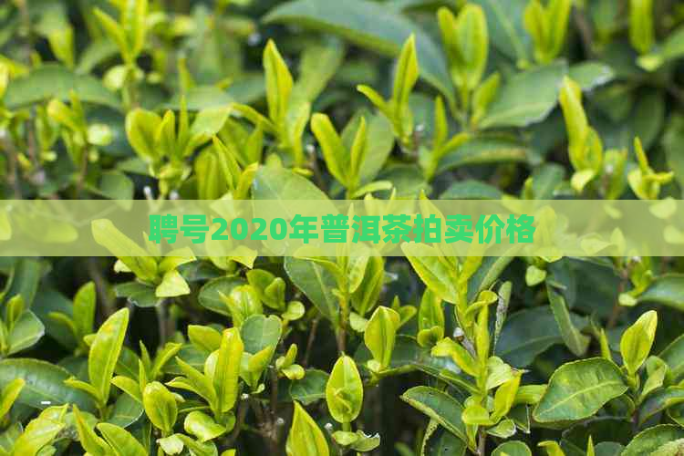 聘号2020年普洱茶拍卖价格