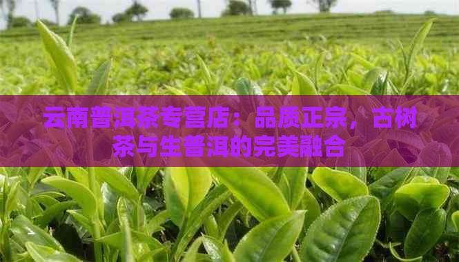 云南普洱茶专营店：品质正宗，古树茶与生普洱的完美融合