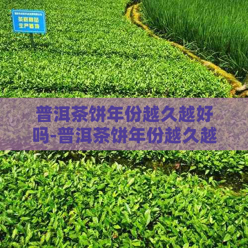 普洱茶饼年份越久越好吗-普洱茶饼年份越久越好吗为什么