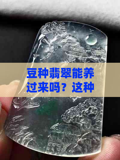 豆种翡翠能养过来吗？这种翡翠质地细腻，但需要注意保养。