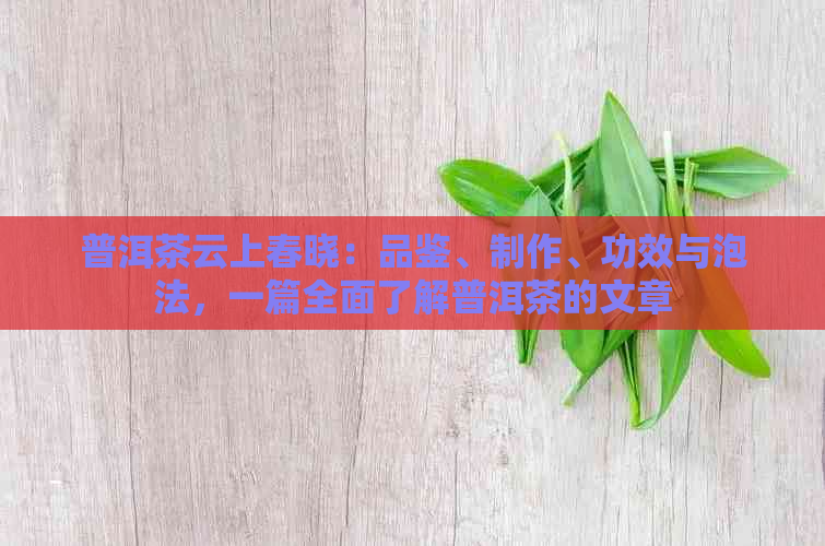 普洱茶云上春晓：品鉴、制作、功效与泡法，一篇全面了解普洱茶的文章