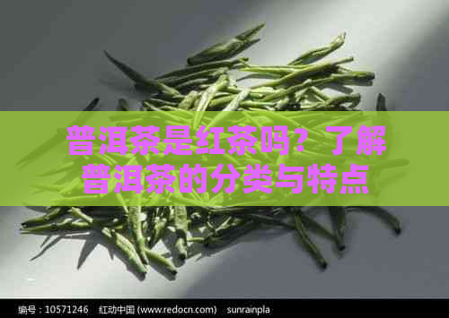 普洱茶是红茶吗？了解普洱茶的分类与特点