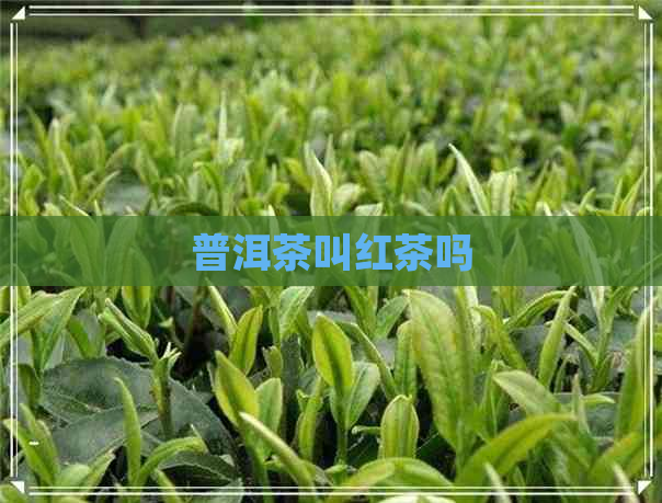 普洱茶叫红茶吗