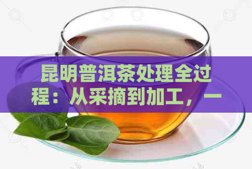 昆明普洱茶处理全过程：从采摘到加工，一文详解如何鉴别与购买优质普洱茶