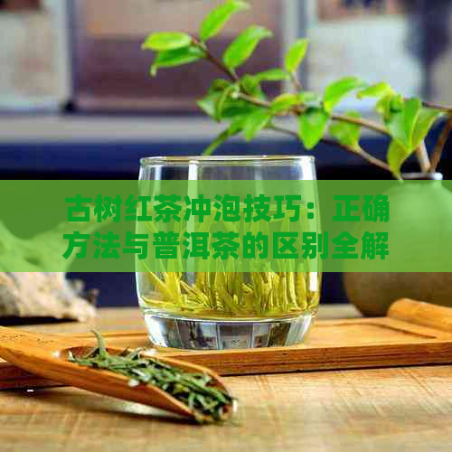 古树红茶冲泡技巧：正确方法与普洱茶的区别全解析