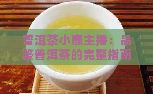 普洱茶小鹿主播：品鉴普洱茶的完整指南，从选购到泡法和功效一应俱全！