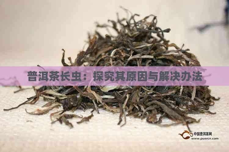 普洱茶长虫：探究其原因与解决办法