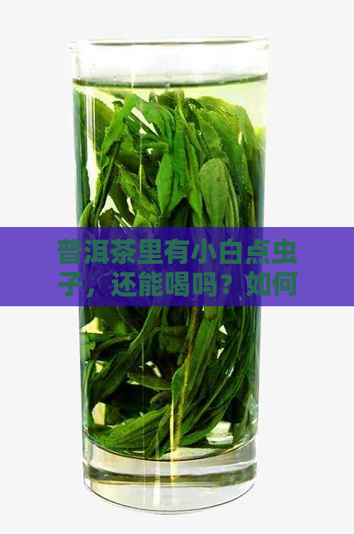 普洱茶里有小白点虫子，还能喝吗？如何处理？