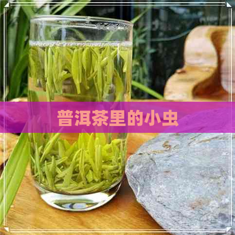 普洱茶里的小虫