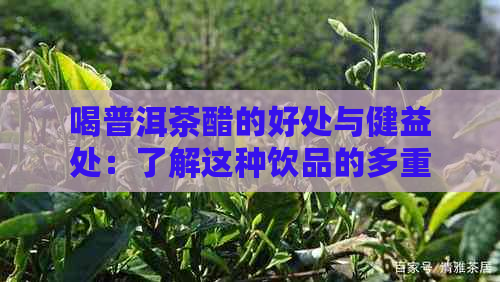 喝普洱茶醋的好处与健益处：了解这种饮品的多重功效