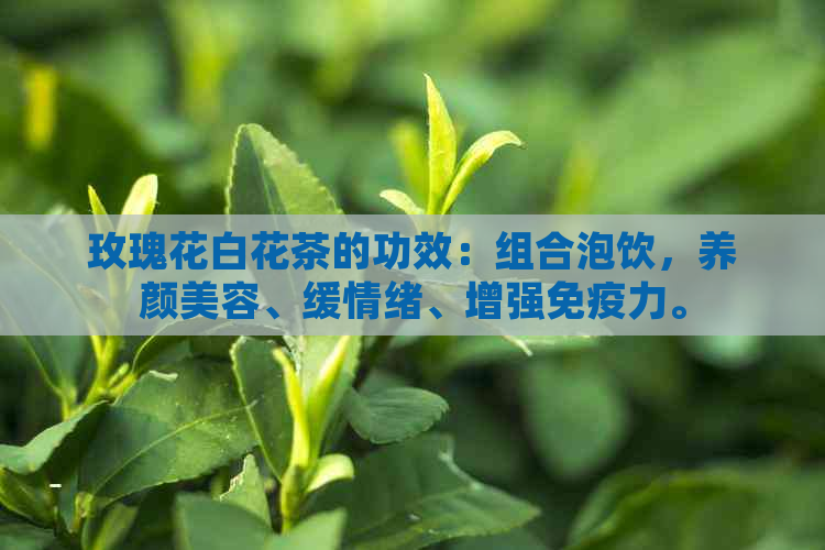 玫瑰花白花茶的功效：组合泡饮，养颜美容、缓情绪、增强免疫力。