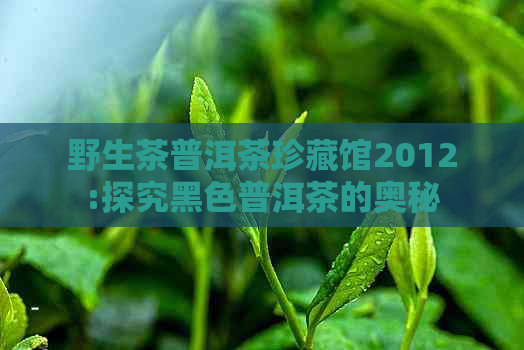 野生茶普洱茶珍藏馆2012:探究黑色普洱茶的奥秘