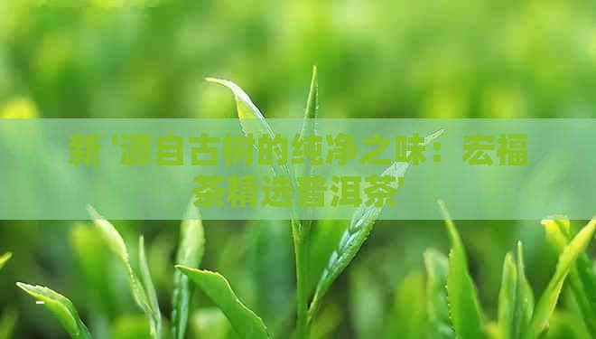 新 '源自古树的纯净之味：宏福茶精选普洱茶'