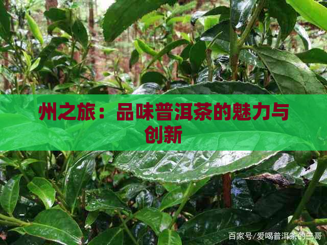 州之旅：品味普洱茶的魅力与创新