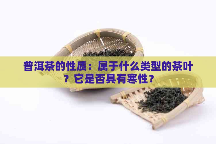 普洱茶的性质：属于什么类型的茶叶？它是否具有寒性？