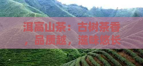 洱高山茶：古树茶香，品质越，滋味悠长