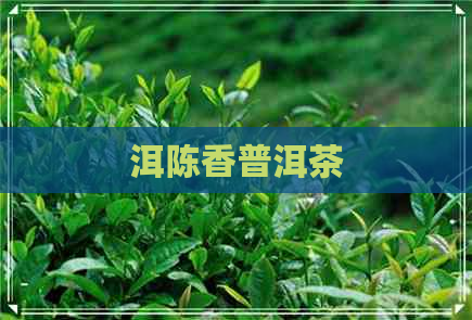 洱陈香普洱茶