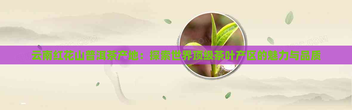 云南红花山普洱茶产地：探索世界顶级茶叶产区的魅力与品质