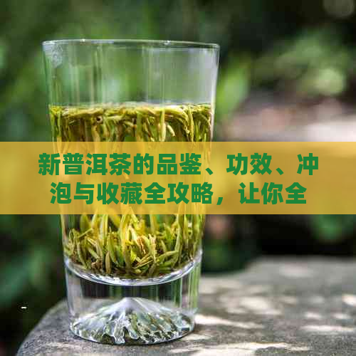 新普洱茶的品鉴、功效、冲泡与收藏全攻略，让你全面了解普洱茶的魅力