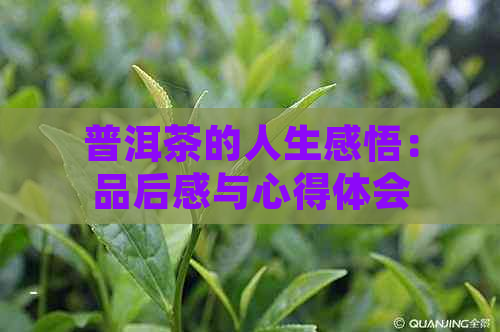 普洱茶的人生感悟：品后感与心得体会