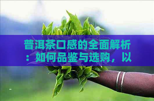 普洱茶口感的全面解析：如何品鉴与选购，以及不同类型普洱茶的特点对比