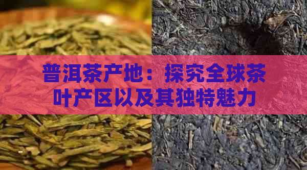 普洱茶产地：探究全球茶叶产区以及其独特魅力