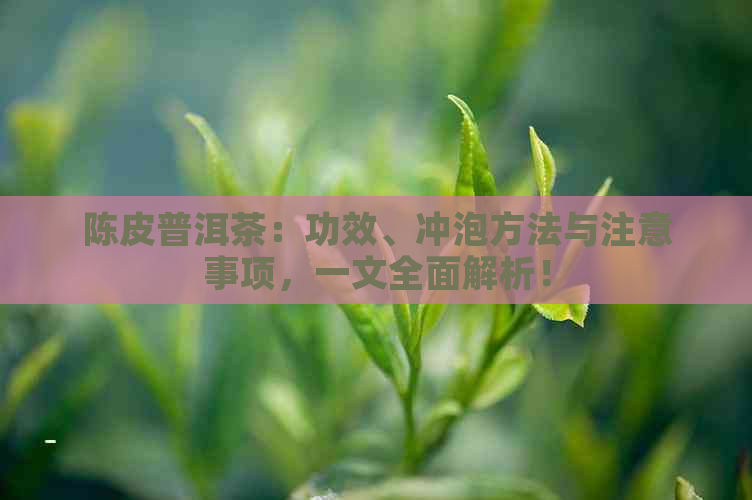 陈皮普洱茶：功效、冲泡方法与注意事项，一文全面解析！