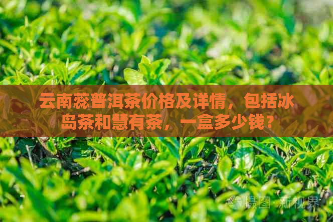 云南蕊普洱茶价格及详情，包括冰岛茶和慧有茶，一盒多少钱？