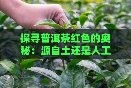 探寻普洱茶红色的奥秘：源自土还是人工染色？