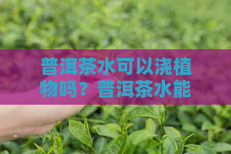 普洱茶水可以浇植物吗？普洱茶水能浇花吗？普洱茶茶水能浇花吗？