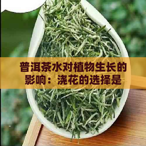 普洱茶水对植物生长的影响：浇花的选择是什么？