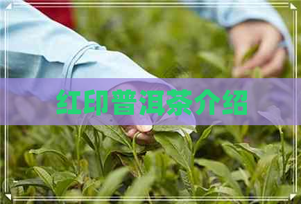 红印普洱茶介绍