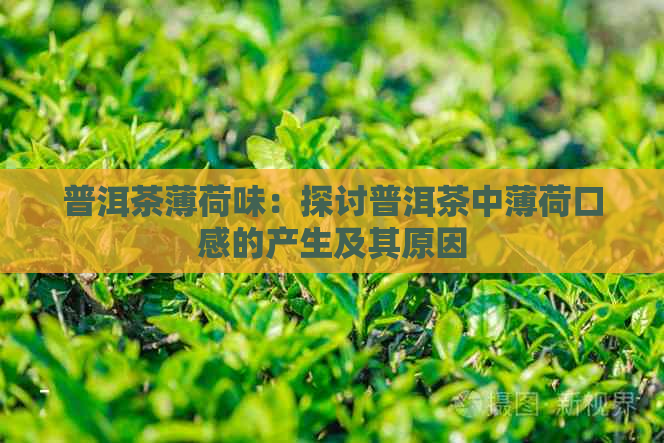 普洱茶薄荷味：探讨普洱茶中薄荷口感的产生及其原因