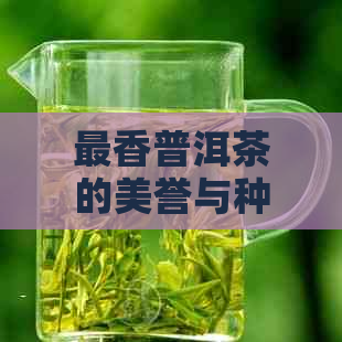 最香普洱茶的美誉与种类，探究香气浓的秘密，寻找名字美妙的极品茶