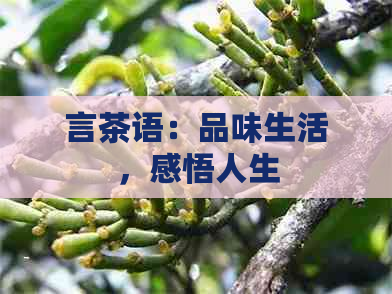 言茶语：品味生活，感悟人生